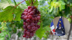 ¿Te gusta la uva? UASD celebra conferencia sobre viticultura y cambio climático en Neiba