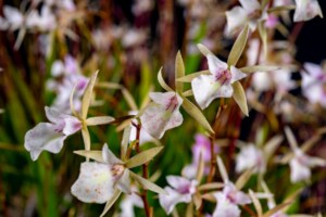 «Cascada de Orquídeas»: naturaleza, arte y educación en el Jardín Botánico Nacional