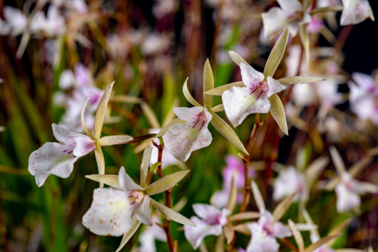 «Cascada de Orquídeas»: naturaleza, arte y educación en el Jardín Botánico Nacional