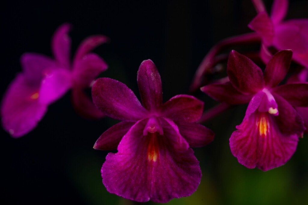 Cascada de Orquídeas: la exposición que conecta arte y naturaleza en el Jardín Botánico