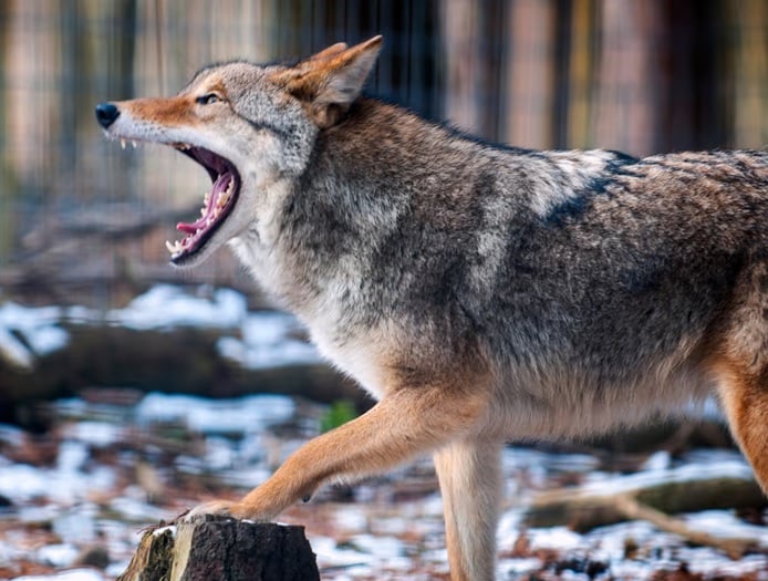 Coyote infectado con rabia provoca ataques y alarma en Westchester, Nueva York