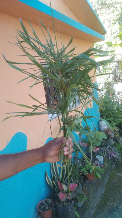 El guanillo: planta acuática conocida como papiro en Egipto, que también habita en ríos dominicanos