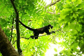 Panamá investiga muerte de mono araña por tuberculosis contagiada por humano