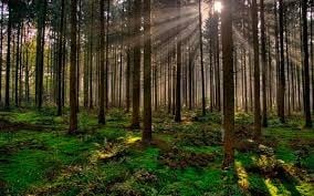 Los bosques del mundo perdieron más de 400 millones de hectáreas entre 1990 y 2020