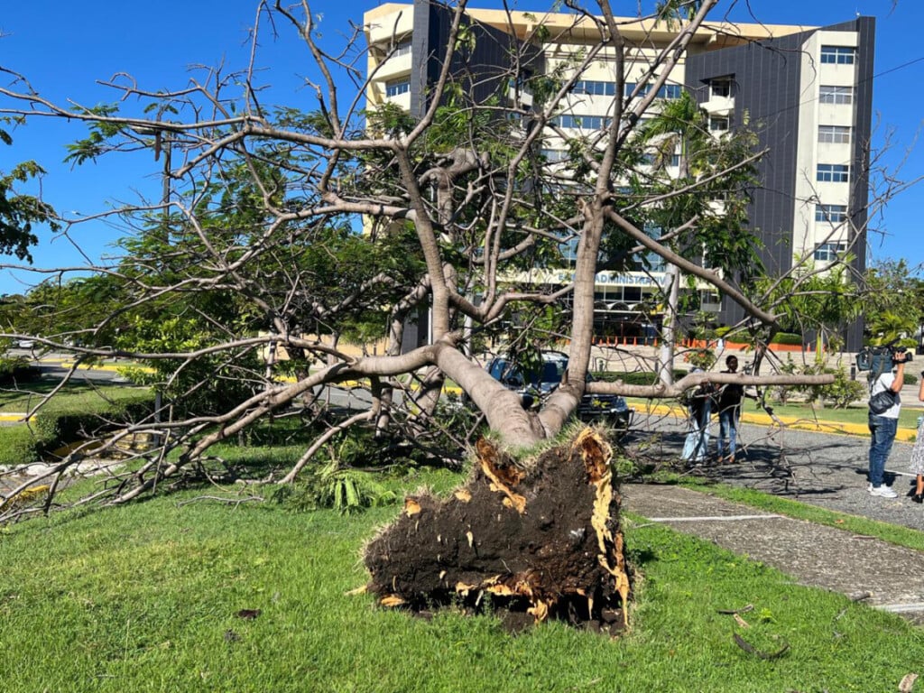 Árbol derribado frente al edificio administrativo de la UASD por el ventarrón de ayer. Jorge González