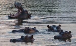 ¿Por qué los hipopótamos de Pablo Escobar son un problema en Colombia?