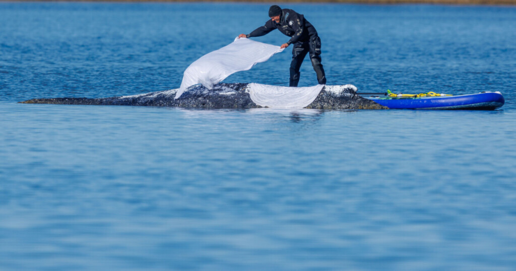 Un trabajador lanza paños húmedos para proteger la piel del lomo de la ballena jorobada varada, apodada "Timmy", en las aguas poco profundas del mar Báltico cerca de Fährdorf, frente a la isla de Poel, Alemania, el miércoles 22 de abril de 2026. (Jens Buttner/dpa vía AP)
