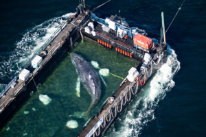 Timmy, la ballena jorobada varada en Alemania, es trasladada en barcaza hacia el mar del Norte