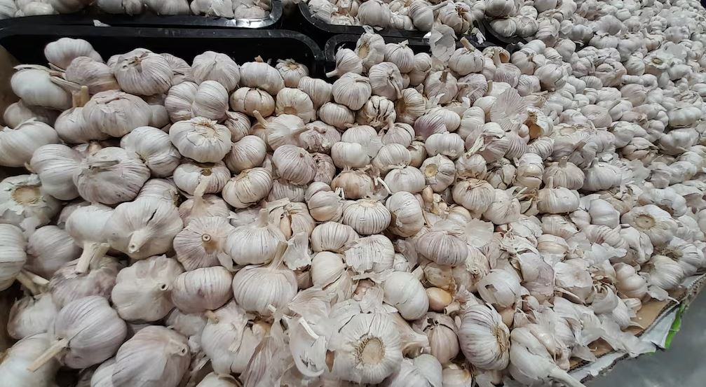 Comerciantes alertan precio del ajo ya supera los RD$200 por libra