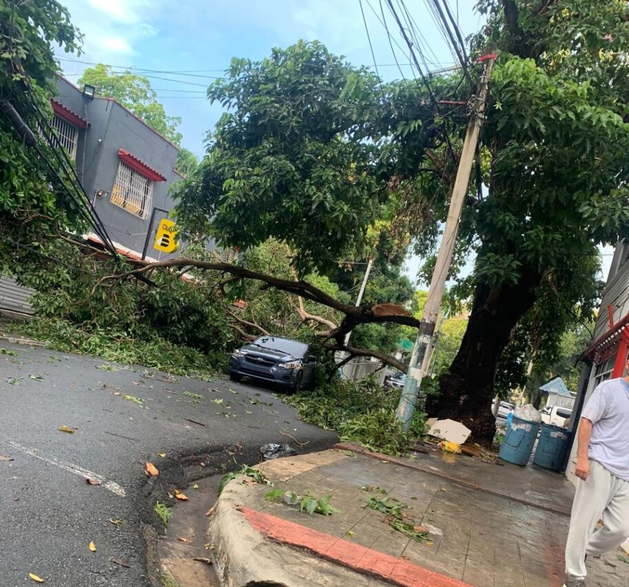 Los aguaceros y los vientos de ayer causaron la caída de decenas de árboles en la zona universitaria y de Gascue.