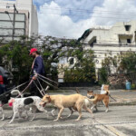 ¡Qué Bien! El auge del paseador de perros: La nueva cara del oficio en el corazón del Polígono Central del DN