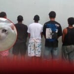 ¡Apresados! PN detiene a cinco jóvenes que prendieron fuego a un gato