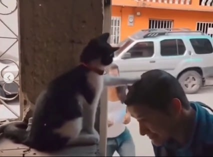 Coco, la gatita que “bendice” a los fieles, conquista redes sociales en México