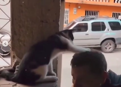 una felina llamada Coco ha conquistado los corazones de los feligreses y de miles de usuarios en internet