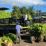 Suben los guineos verdes y bajan los plátanos: alivio parcial al bolsillo