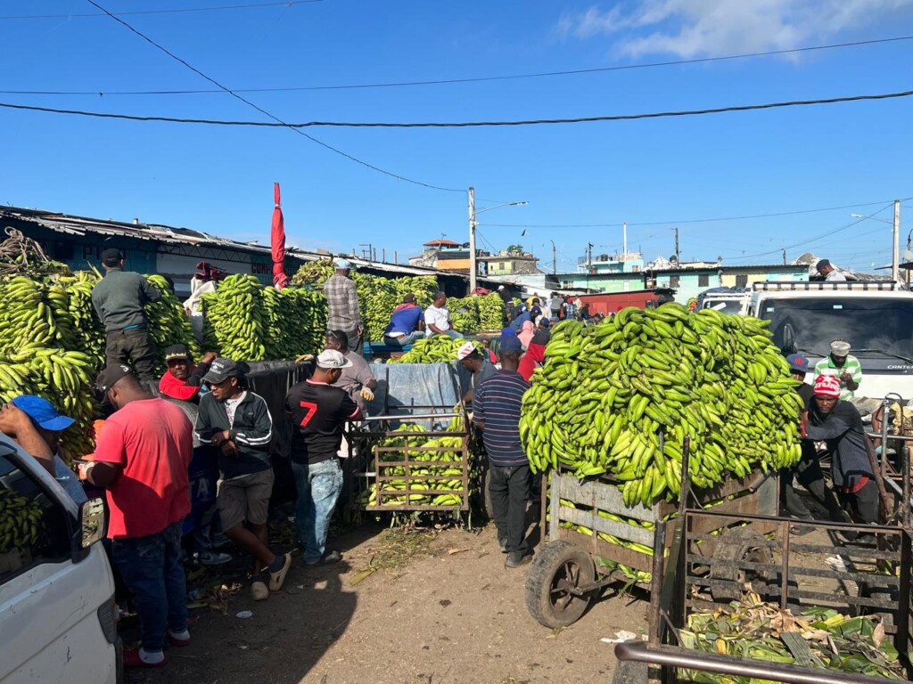 En el mercado de la avenida Duarte el precio de guineos verdes subió, mientras el plátano presenta una caída de precios./Foto Jorge González