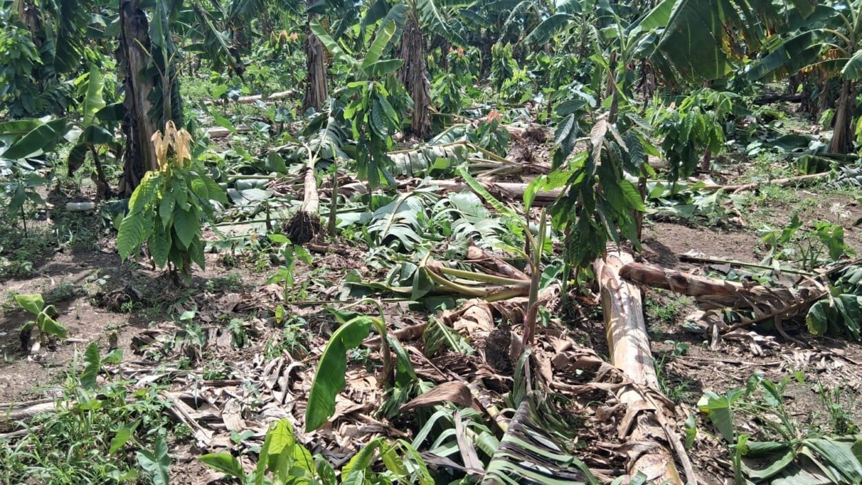 Productores agrícolas piden evaluación de daños tras ventarrón en Sánchez Ramírez