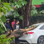 Árboles caídos por lluvias dejan pérdidas millonarias en el DN