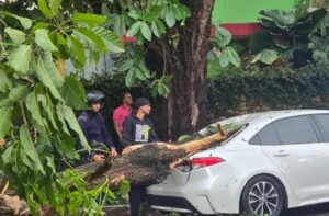 Árboles caídos por lluvias dejan pérdidas millonarias en el DN