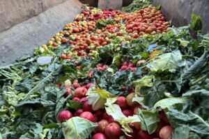 República Dominicana, entre los países que más alimentos desperdician en América Latina, según  la FAO