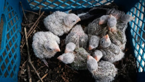 Denuncian caza de pichones de cotorra en lomas de Santiago Rodríguez