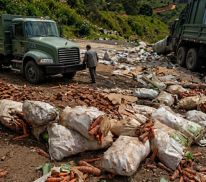 Desastre agrícola en Tireo y Constanza: Cosechas arruinadas por lluvias