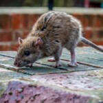 Estos son los ratones que transmiten el hantavirus