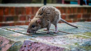 Estos son los ratones que transmiten el hantavirus